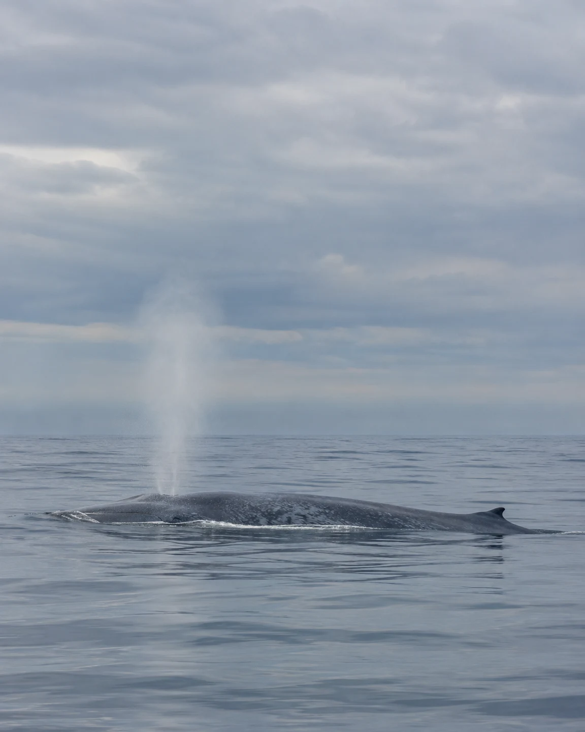 A blue-grey whale surfaces in calm open water, its mottled back and small dorsal fin above the surface as a pale mist plume rises into a broad overcast sky.