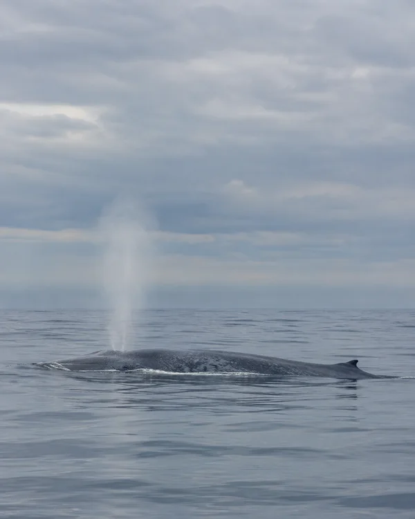 A blue-grey whale surfaces in calm open water, its mottled back and small dorsal fin above the surface as a pale mist plume rises into a broad overcast sky.
