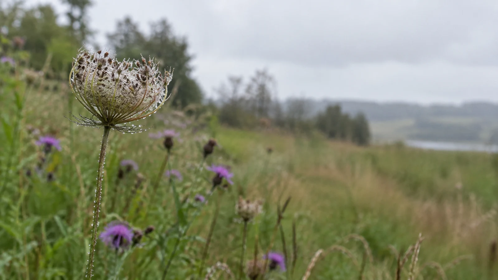 A rain-beaded, dried umbel curls into a cupped shape atop a slender stem in a green meadow, with blurred purple flowers and a pale sky behind it.