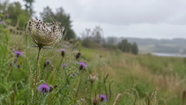 A rain-beaded, dried umbel curls into a cupped shape atop a slender stem in a green meadow, with blurred purple flowers and a pale sky behind it.