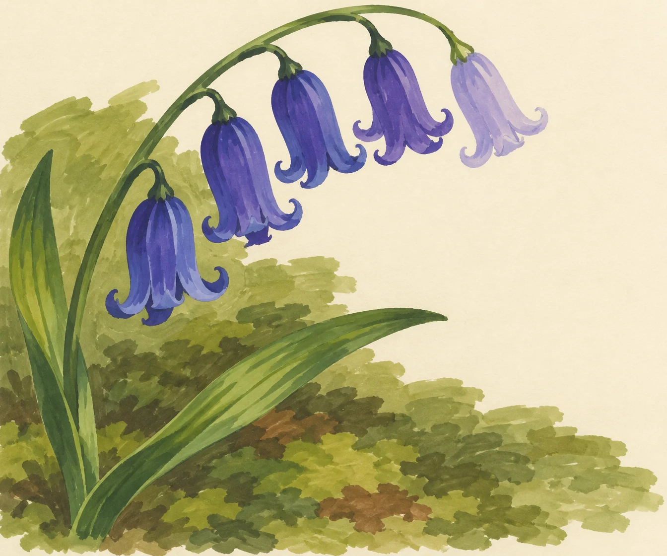 A hand-drawn illustration of five drooping blue-violet bell flowers on a curved green stem, with two long leaves over a moss-green ground patch and cream space…