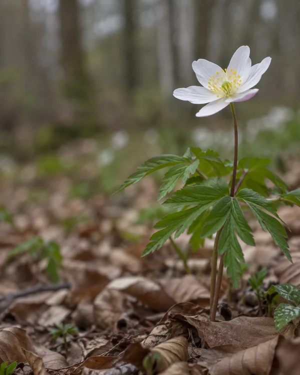 A white wood anemone with yellow stamens and a pink-tinged underside rises above deeply cut green leaves and brown beech leaf litter, with blurred pale trunks…