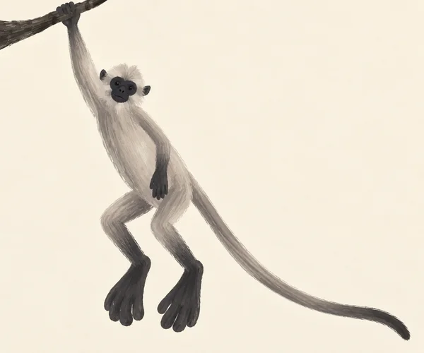 A pale-grey langur with a black face hangs by one raised arm from a dark branch at the upper left.