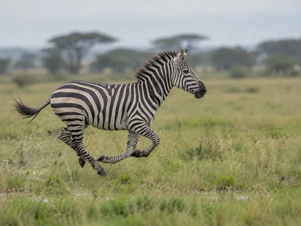 A zebra gallops from left to right across green-gold grass, with its legs tucked beneath it and water spray kicked up behind its hooves.