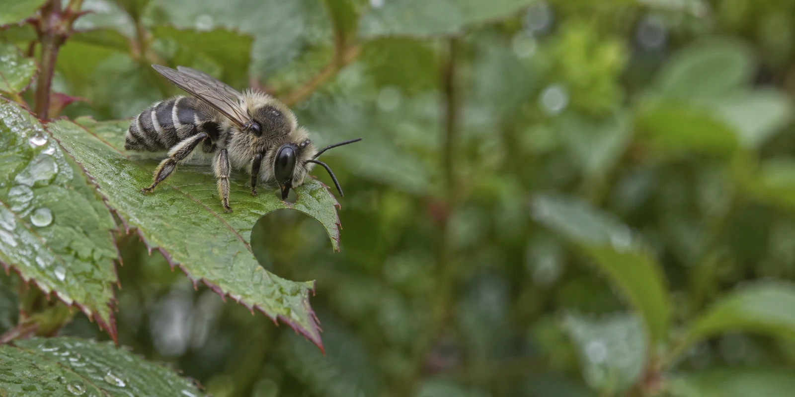 A pale-haired, banded bee clings to the edge of a wet, serrated leaf beside a smooth semicircular cutout, with blurred green foliage filling the open space to…