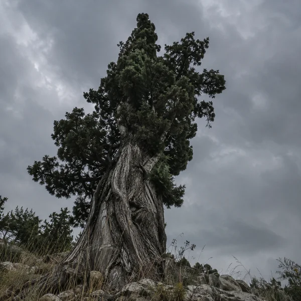A low-angle view of an old cypress with a deeply fissured, twisting trunk and dense dark foliage rising against a cloudy grey sky; dry grasses and pale rocks…