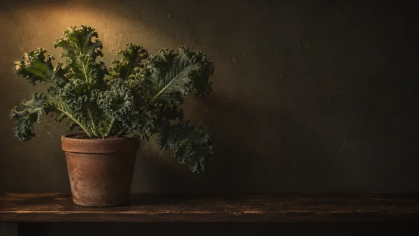 A sprawling blue-green kale plant in a weathered terracotta pot sits on a dark wooden shelf against a textured charcoal wall, with warm light pooling behind it…