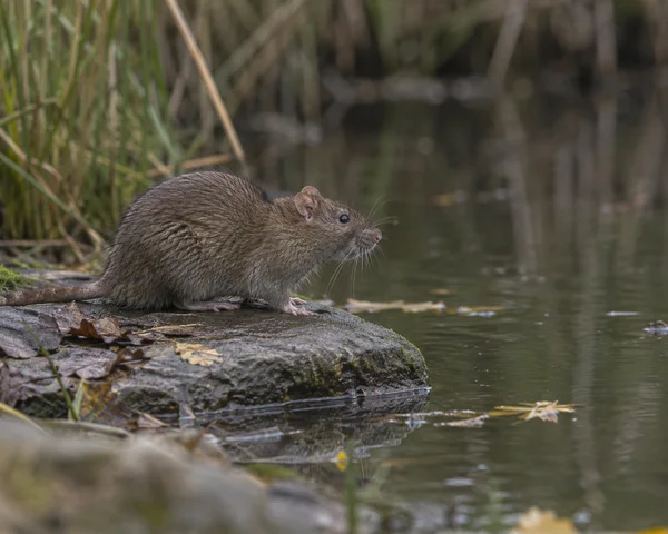 A brown-grey rat sits in profile on a wet, leaf-strewn stone beside a still pool, with reeds behind it and open water to the right.
