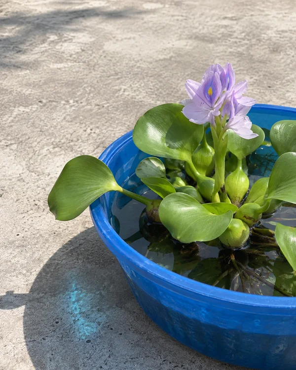A water hyacinth with glossy green leaves and a lilac flower spike floats in a cobalt-blue plastic basin on sunlit grey concrete.