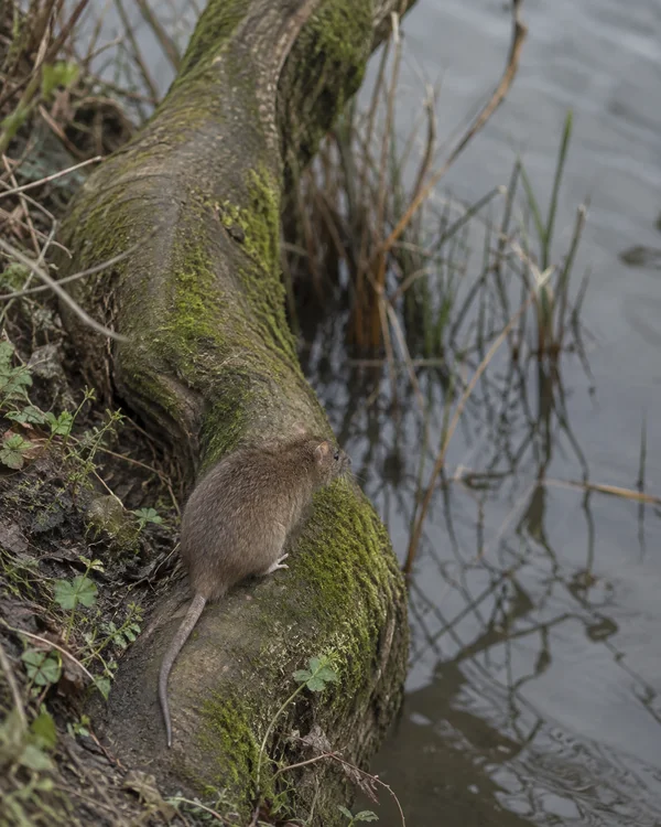 A brown rat crouches on a moss-covered tree root along a damp riverbank, facing the water amid soft-focus reeds and vegetation.