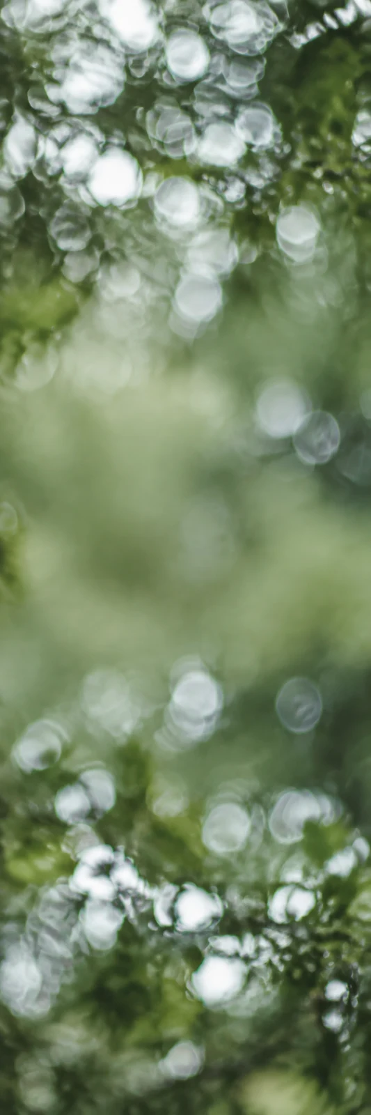 A tall green woodland background with soft, overlapping white bokeh circles, dense near the top and bottom and fading into a broad blurred green area through…