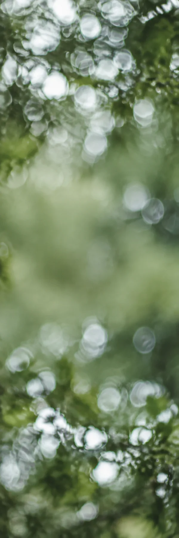A tall green woodland background with soft, overlapping white bokeh circles, dense near the top and bottom and fading into a broad blurred green area through…