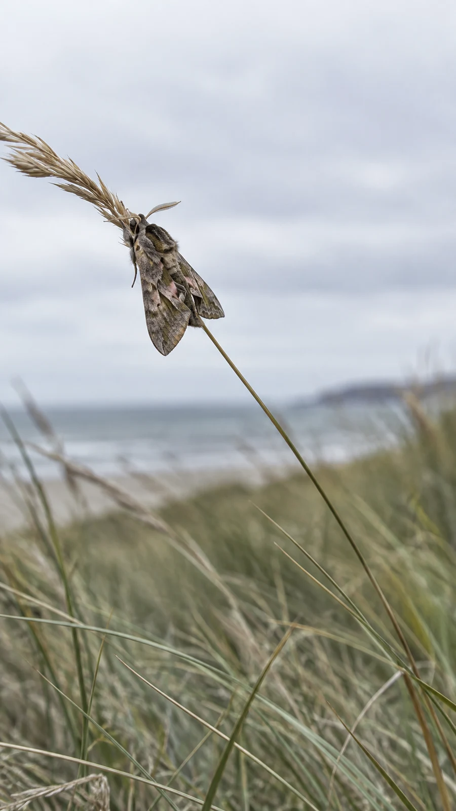 A mottled grey-brown moth with pinkish markings clings to a wind-bent reed above blurred dune grasses, with a pale sky and faint sea horizon behind it.