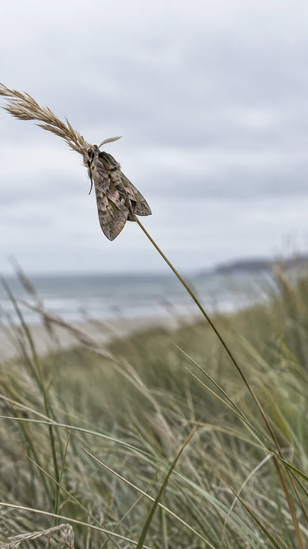 A mottled grey-brown moth with pinkish markings clings to a wind-bent reed above blurred dune grasses, with a pale sky and faint sea horizon behind it.
