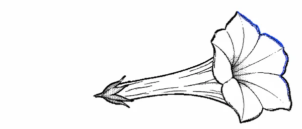 A detached white morning-glory blossom is drawn sideways on a white background, with a long narrow trumpet tube, a pointed calyx at the left end, and a flared…