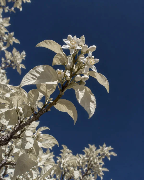 An upward view of pale citrus leaves and white blossoms on a woody sprig against a deep navy sky, with additional foliage along the left and lower edges.