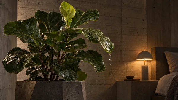 A water-dappled fiddle-leaf fig in a dark angular concrete planter fills the left side of a warm, dim bedroom.