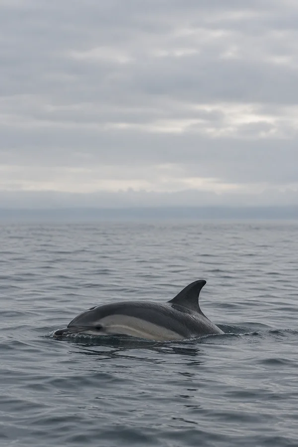 A dolphin surfaces in a calm grey sea, its head, wet back and curved dorsal fin visible beneath a cloudy sky.