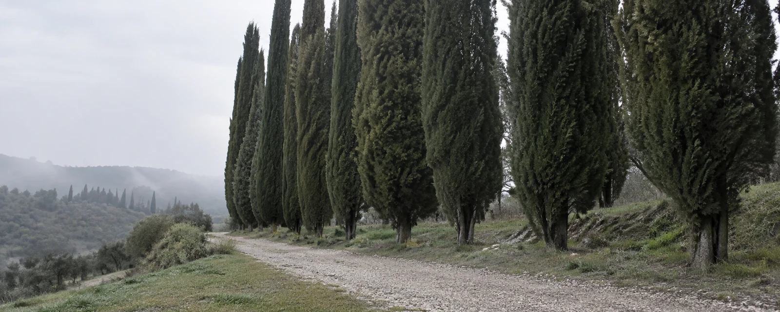 A row of tall dark cypress trees borders a pale gravel track curving across a grassy hillside, with misty wooded hills in the distance beneath a broad grey sky.