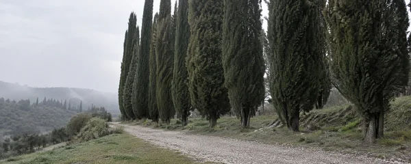 A row of tall dark cypress trees borders a pale gravel track curving across a grassy hillside, with misty wooded hills in the distance beneath a broad grey sky.