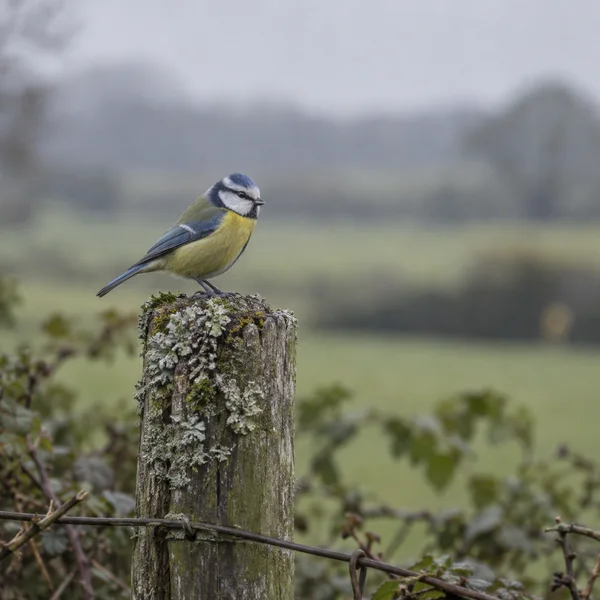 A blue tit with a yellow breast and blue cap perches on a lichen-covered weathered wooden fence post, with a wire crossing the lower foreground and a softly…