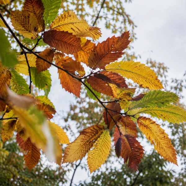 Looking upward at a dark branch crossing diagonally through layered sweet chestnut leaves in yellow, amber, rust-red and green, with pale sky and softly…