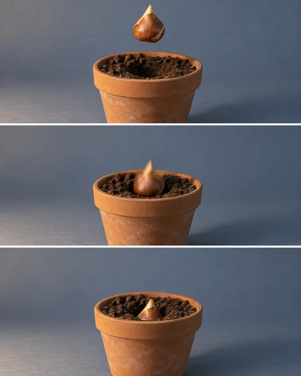 Three stacked photographic frames show a brown tulip bulb above, entering, and resting in the soil of the same terracotta pot against a muted blue backdrop.