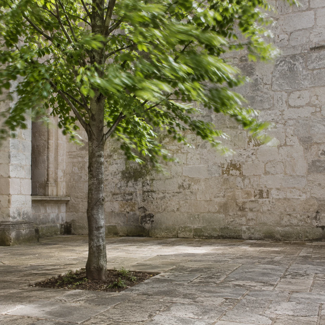 A gray-trunked tree grows from a small soil opening in a paved limestone courtyard, its green canopy sweeping across the upper left in motion-blurred leaves…