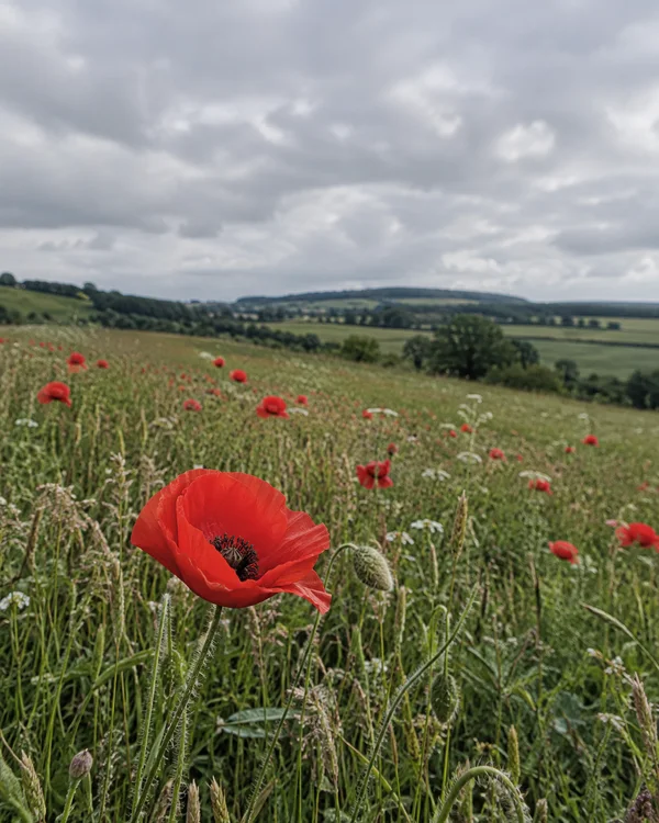 A large red poppy rises above grasses in a wild meadow, with scattered poppies, rolling fields, a distant tree line and a cloudy grey sky.