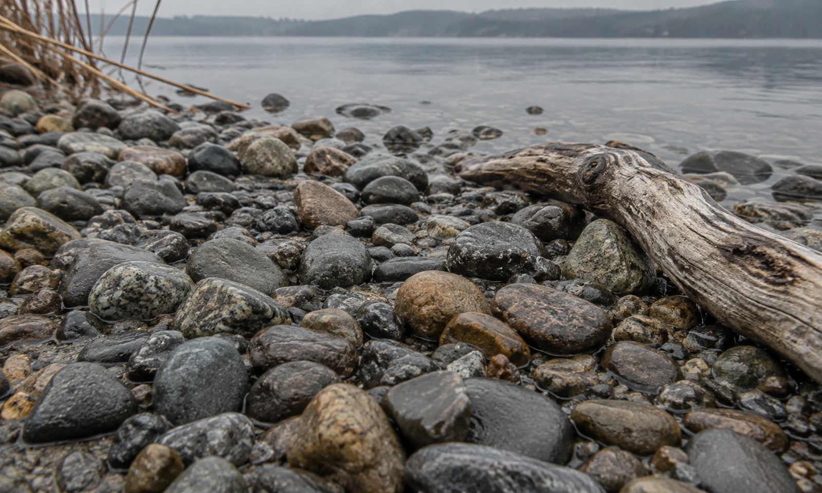 A large weathered driftwood branch lies among wet grey, brown and ochre pebbles on a lake shore.