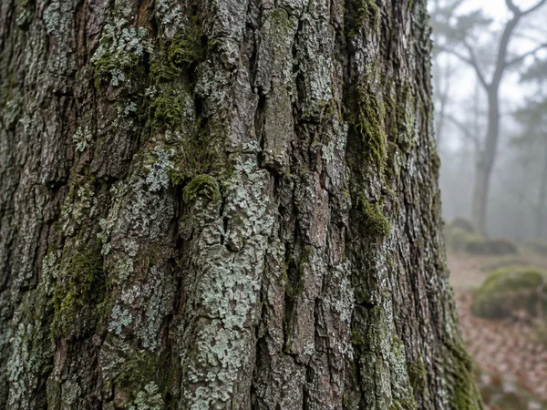 Close view of a deeply ridged grey-brown tree trunk covered with pale green lichen and patches of moss, with a softly blurred misty woodland in the background…
