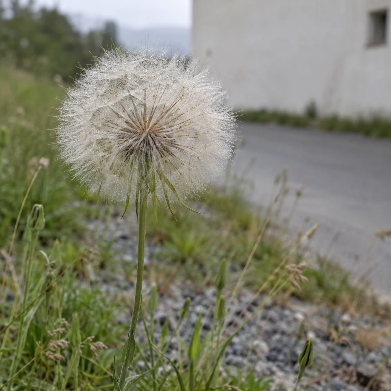 A large pale, feathery seed head on a slender green stem rises above a gravelly roadside verge, with grass, a blurred road and a pale building wall behind it.