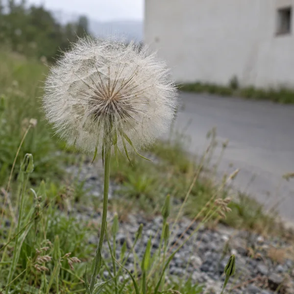 A large pale, feathery seed head on a slender green stem rises above a gravelly roadside verge, with grass, a blurred road and a pale building wall behind it.