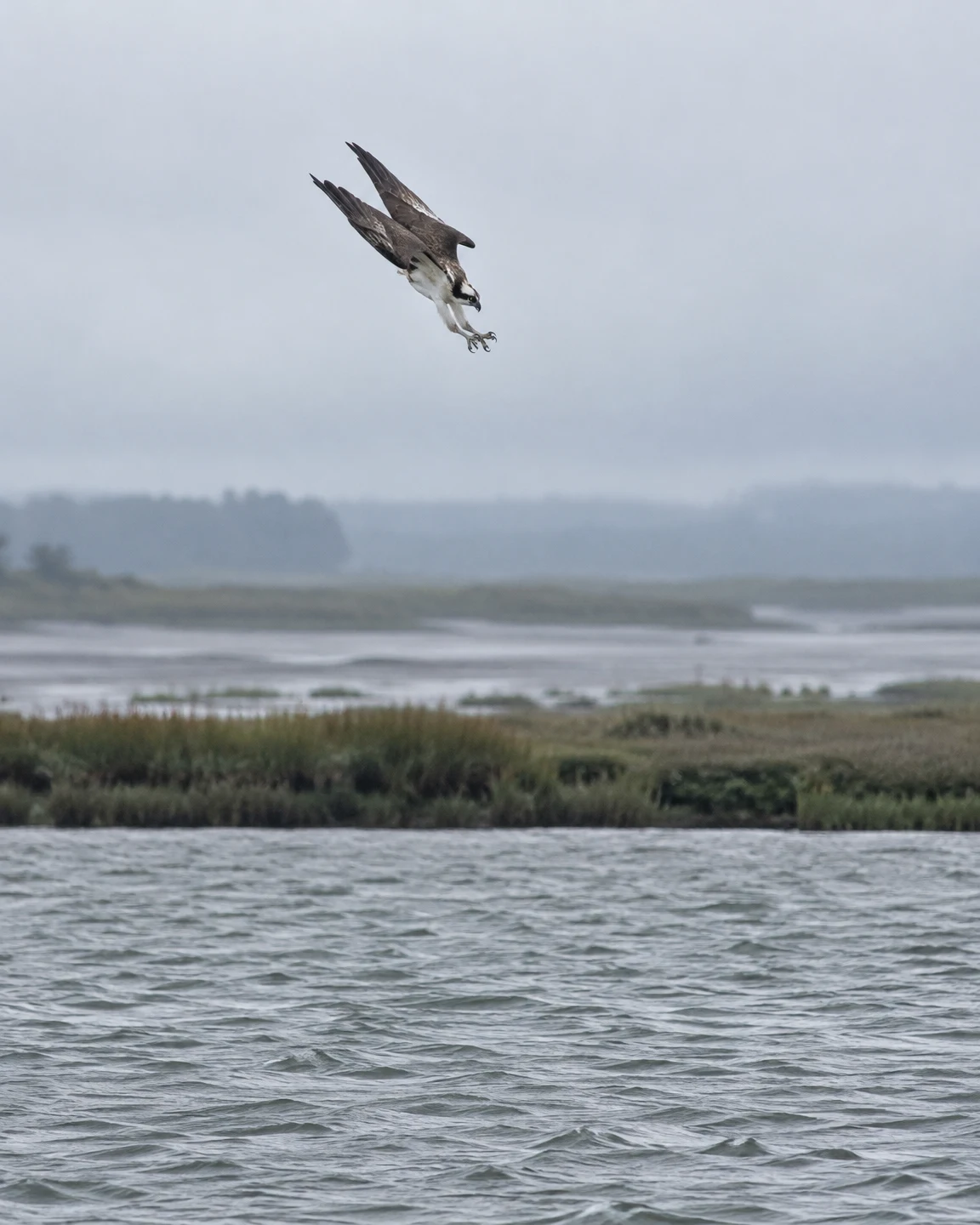 A wild osprey dives above a grey estuary, wings swept back and talons extended, with rippled water in the foreground and a reed-fringed shore fading into mist.