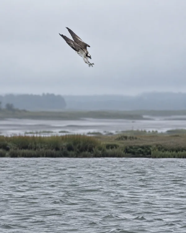 A wild osprey dives above a grey estuary, wings swept back and talons extended, with rippled water in the foreground and a reed-fringed shore fading into mist.