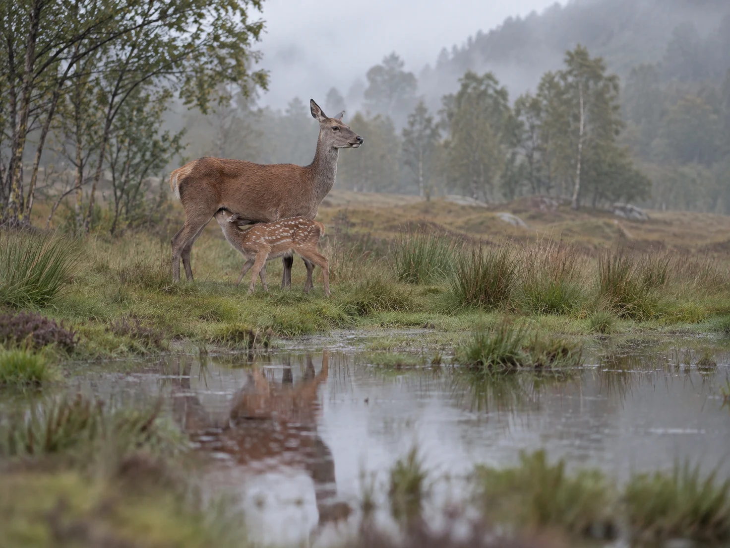 A red-brown hind stands side-on in a damp meadow as her spotted calf nurses beneath her, with their soft reflections in a shallow pool and misty woodland…
