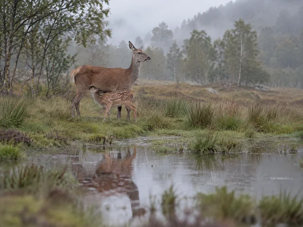 A red-brown hind stands side-on in a damp meadow as her spotted calf nurses beneath her, with their soft reflections in a shallow pool and misty woodland…