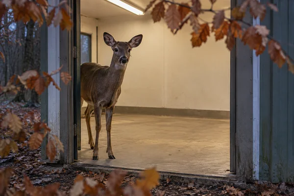 An antlerless deer stands just inside an open shelter doorway, looking toward the camera.