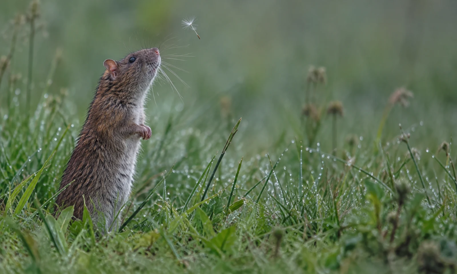 A damp brown rat stands upright among dew-covered meadow grass on the left, looking up at a drifting dandelion seed, with softly blurred open field to the…
