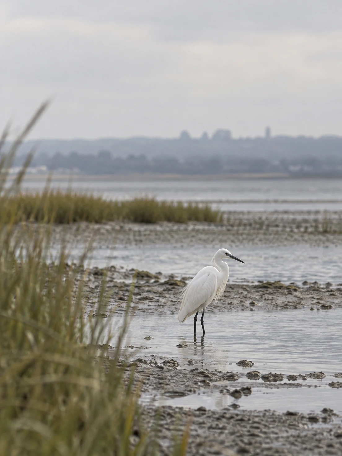 A white egret stands in shallow water on a muddy estuary flat, with blurred reeds in the left foreground and a hazy far shore beneath a broad pale sky.