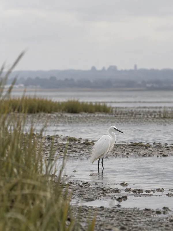 A white egret stands in shallow water on a muddy estuary flat, with blurred reeds in the left foreground and a hazy far shore beneath a broad pale sky.