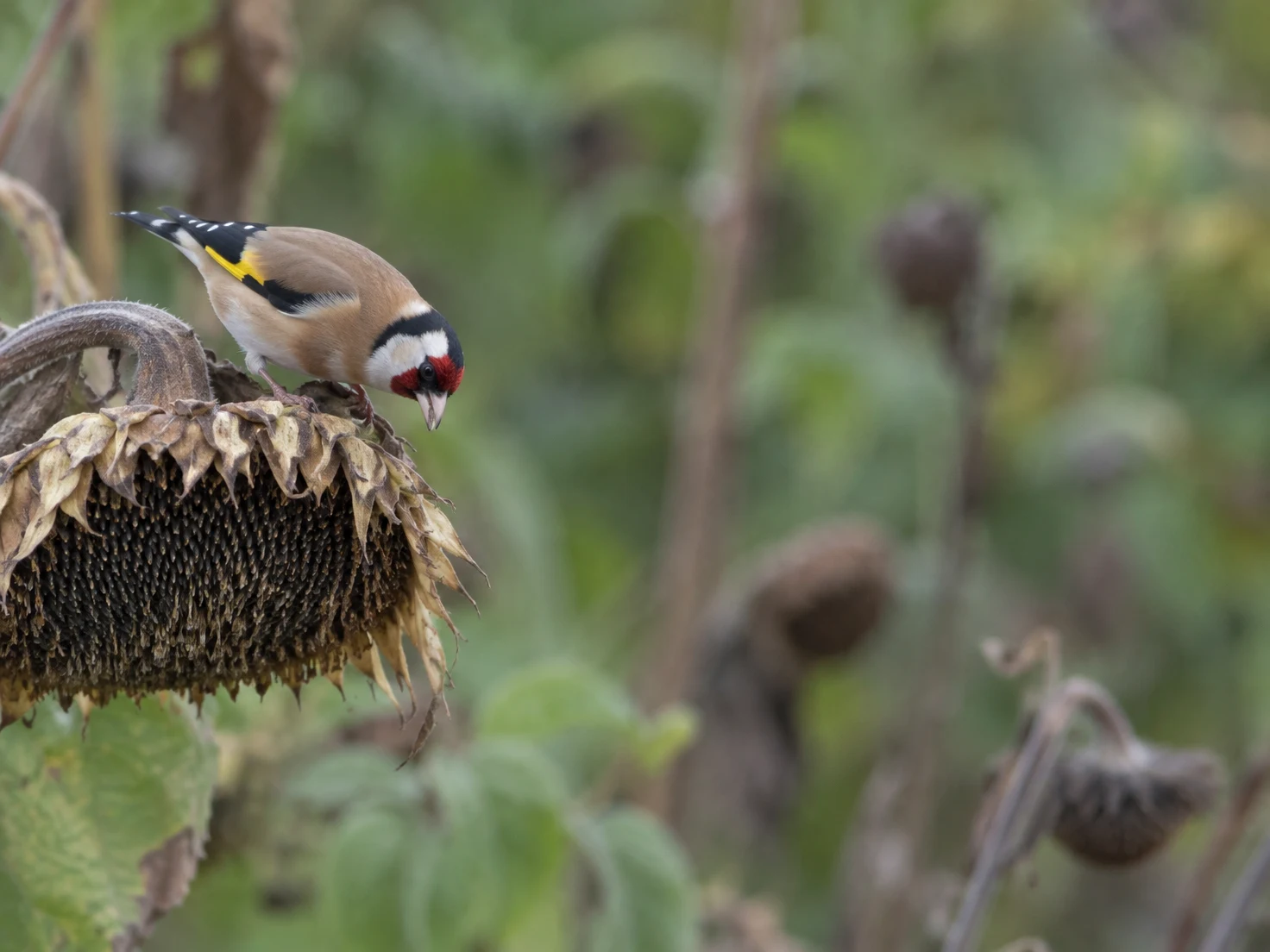 A European goldfinch with a red face mask and yellow wing bar bends over a drooping sunflower seed head, against softly blurred green foliage and brown stems.