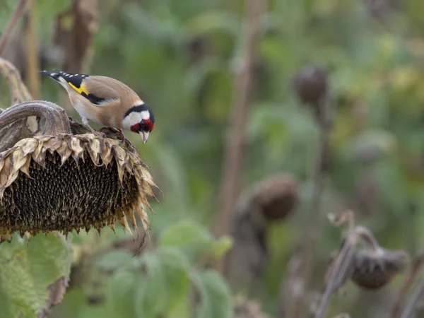 A European goldfinch with a red face mask and yellow wing bar bends over a drooping sunflower seed head, against softly blurred green foliage and brown stems.