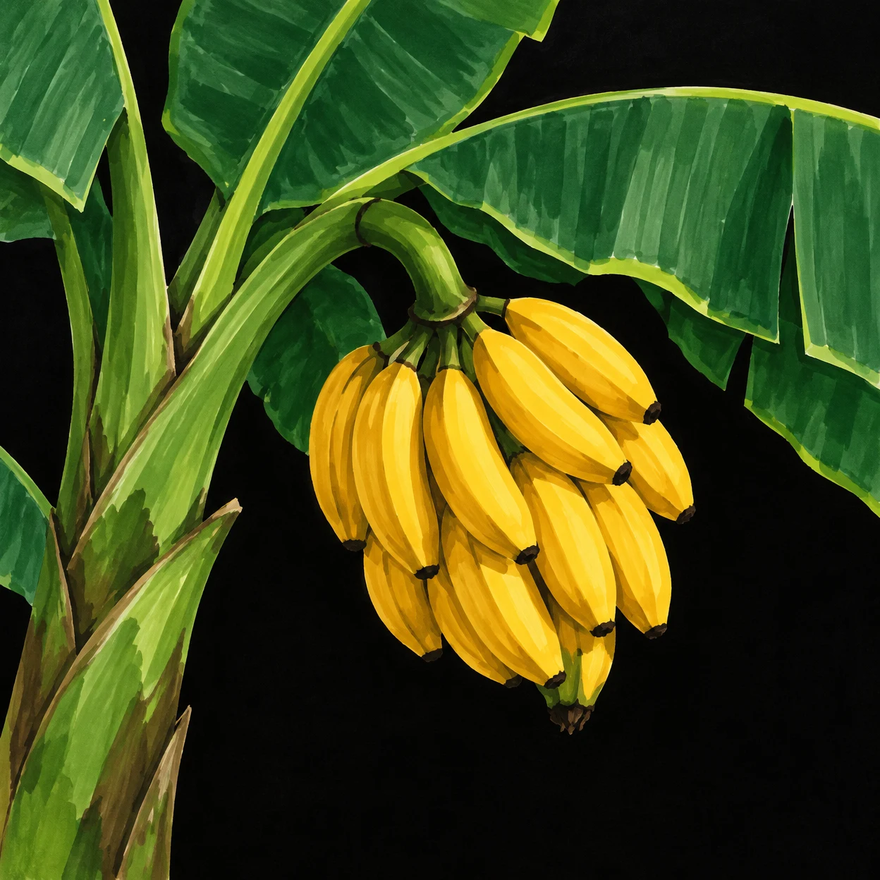 A hand-drawn marker illustration of a green banana plant, with broad leaves across the upper frame and a bunch of golden-yellow bananas hanging against a solid…