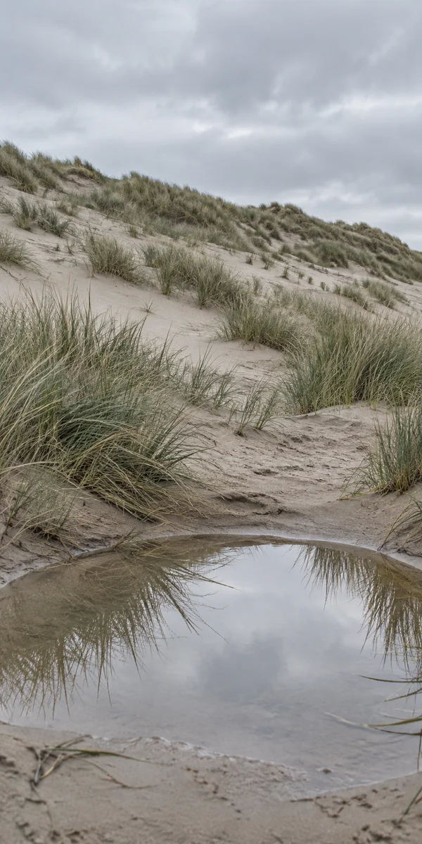 A shallow rainwater pool in a sandy dune hollow reflects the overcast sky and nearby marram grass, with a grass-dotted slope rising diagonally toward a cloudy…