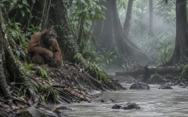 An adult orangutan sits on a dark, root-covered bank beside a pale stream in a misty forest, with ferns and tall tree trunks surrounding it.