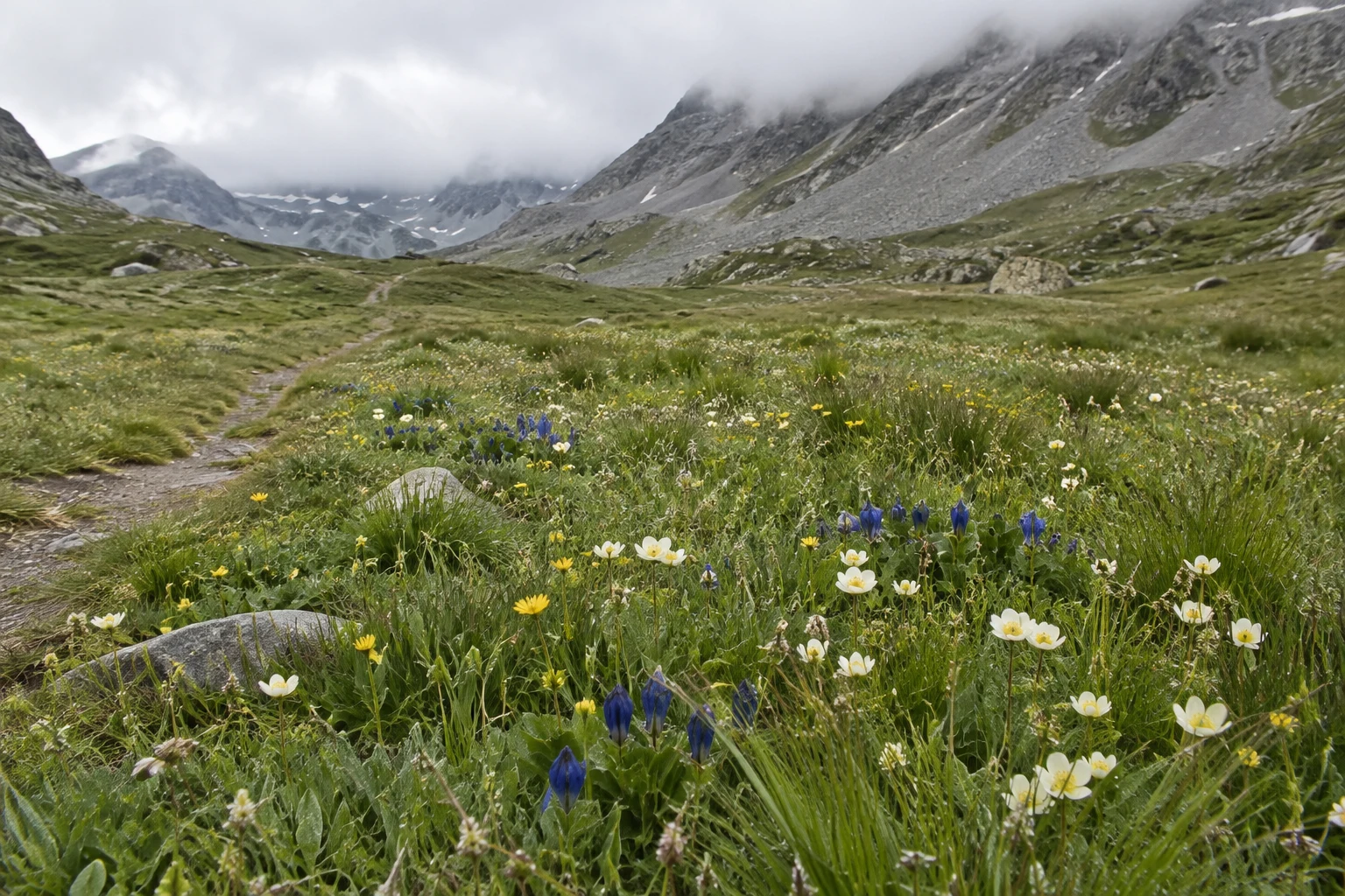 A flower-filled alpine meadow with a faint path winding toward a grey scree slope beneath low cloud.