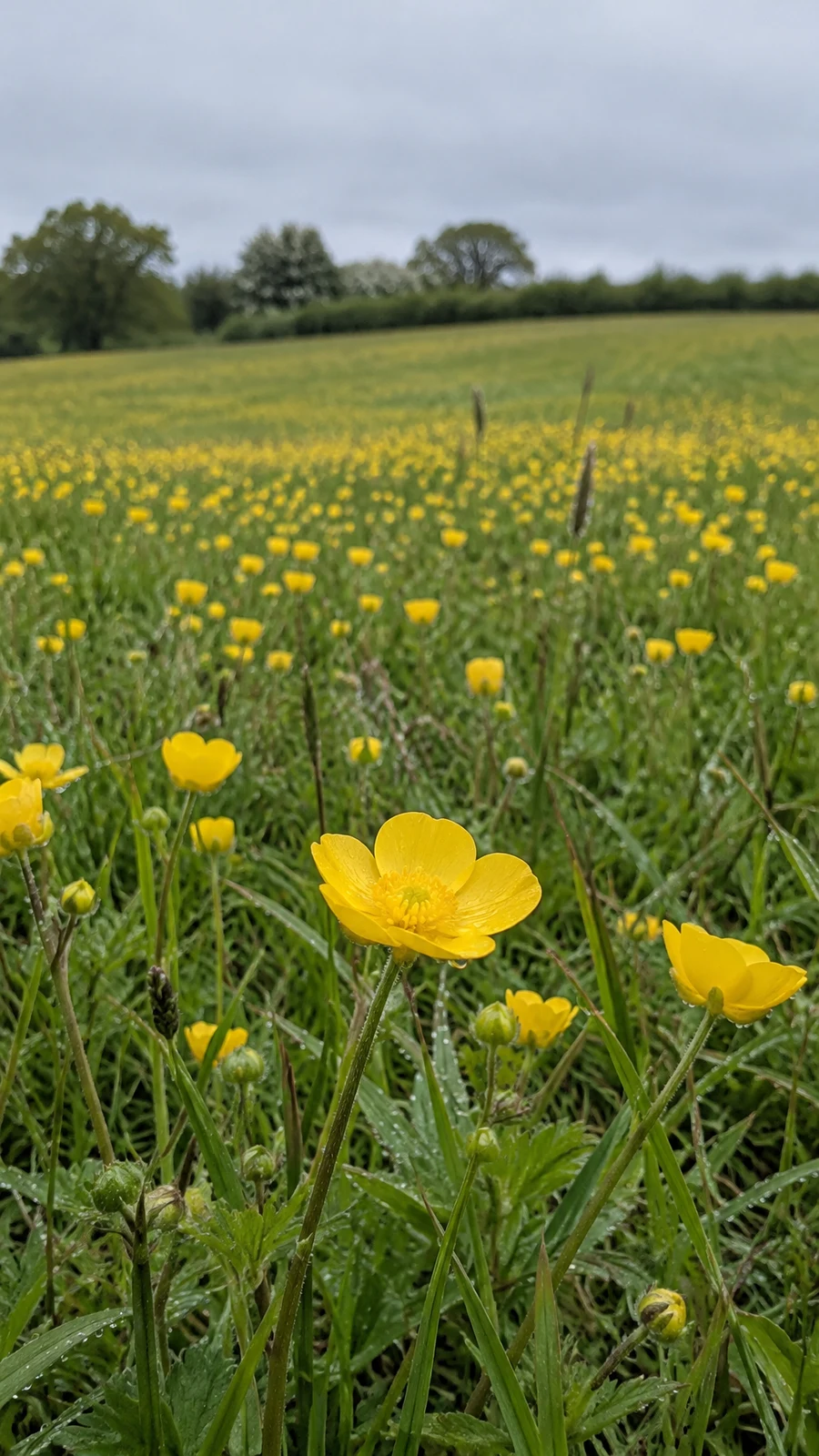 A sharp yellow buttercup stands among wet grass and nearby blooms in the foreground of a flower-filled green meadow, with a blurred hedgerow and trees beneath…