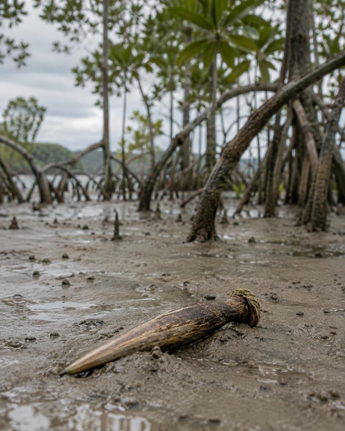 A long, weathered brown mangrove propagule lies diagonally on wet grey-brown mud, with arching roots, slim trunks, green leaves and a cloudy sky behind it.