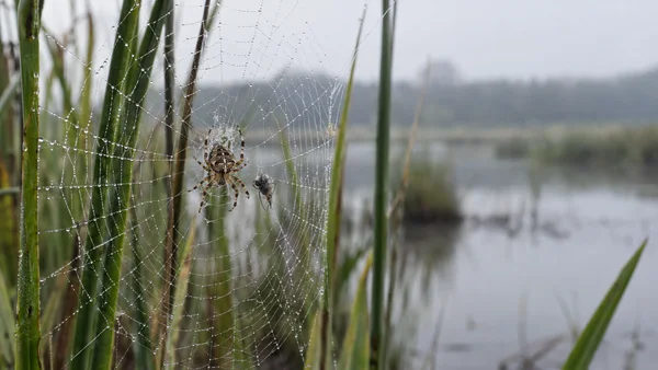 A patterned orb-weaver sits in a dew-covered web beside a small wrapped insect, with green reeds and softly blurred wetland water behind it.